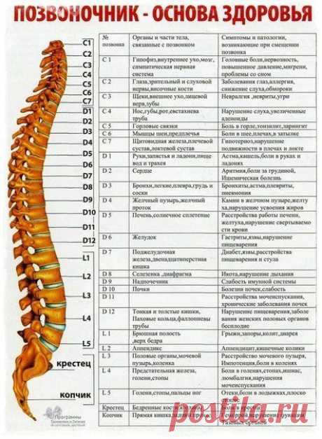 Здоровый позвоночник-это просто!