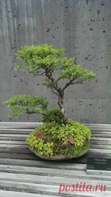 Bonsai   |   Pinterest • Всемирный каталог идей