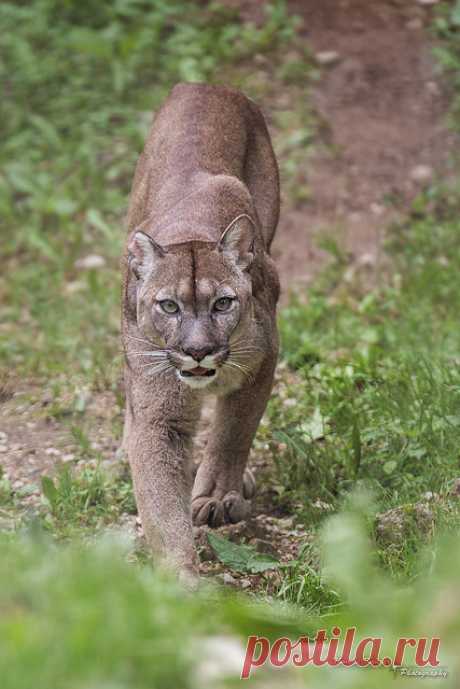 Puma by CROW1973 on Flickr.