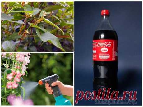 Кока-кола в саду и огороде: неожиданные способы применения напитка Оказывается, кока-колу на даче можно использовать не только для пикников. Предлагаем несколько рецептов, которые позволят вам защитить растения от вредителей и повысить урожайность.
Кока-кола – один и...