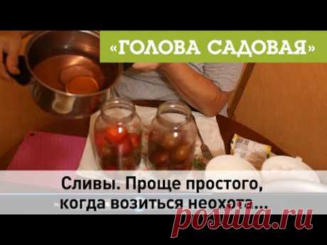 Голова Садовая - Сливы. Проще простого, когда возиться неохота...