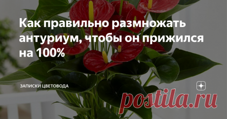 Как правильно размножать антуриум, чтобы он прижился на 100% Добрый день, друзья! Наверное, нет такого цветовода, кому бы не нравился красавец-антуриум. При правильном уходе, его красивые, похожие на восковые, цветы радуют взгляд практически круглый год. Самое приятное - это то, что распустившийся цветок держится не 1-2 дня, как у многих комнатных цветов, а целый месяц как минимум. Красота неописуемая!
Но, любые красавцы, как правило, привередливы, и