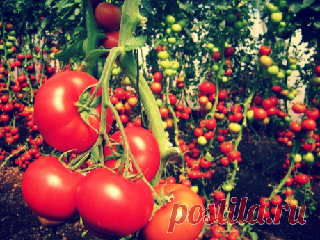 «Даю помидорам аспирин, и они не болеют, а урожай обильный!» Чтобы томаты… | Твоя Дача | Яндекс Дзен