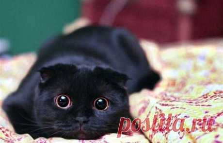 Beautiful black cat | Funny cats