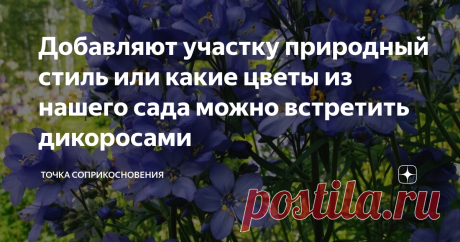 Добавляют участку природный стиль или какие цветы из нашего сада можно встретить дикоросами Душица или оригано.  В переводе оригано - украшение гор. Мелкие цветочки душицы собраны в соцветия, а листочки и цветочки этого растения имеют приятный аромат. Высота душицы 50-70 см, размножается семенами, которые сохраняют всхожеть до 6 лет, или весенним-осенним делением кустов. В уходе растение не требовательно. Полемониум голубой-лазурный или Синюха. Полемониум - абсолютно не тр...