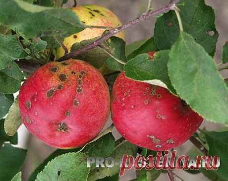 Народные средства против парши яблони