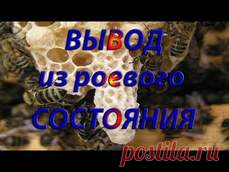 пчеловодство вывод из роевого состояния