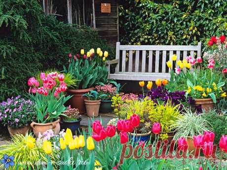 Когда сажать тюльпаны, нарциссы, крокусы | Красивый Дом и Сад
