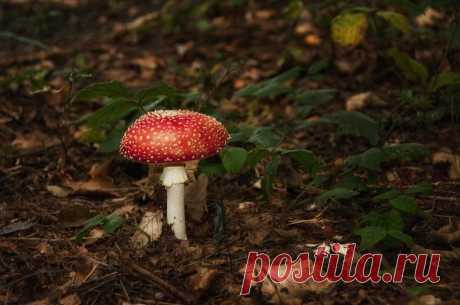 500px / Amanita muscaria by Rudi (Rudolf) Moerkl