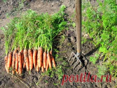 Почему я никогда не выбрасываю ботву моркови, томатов и свеклы после сбора урожая | Моя любимая усадьба | Яндекс Дзен