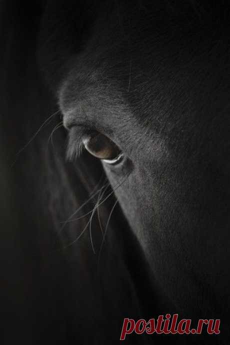 Очарование лошади