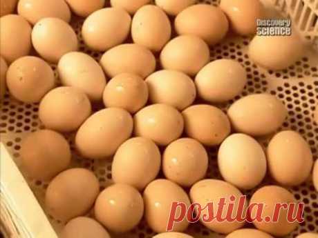 инкубация яиц на ферме