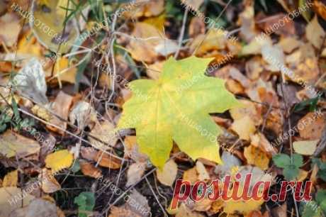 Осенний лист на земле Упавший жёлтый осенний лист клёна. Красота в природе. Опавшие осенние листья. Осенний природный растительный фон.