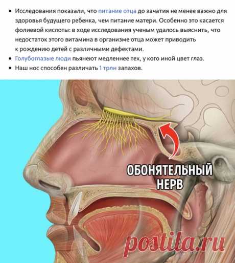 20+ малоизвестных фактов, которые помогут понять, как на самом деле работает наше тело.