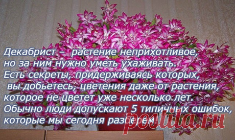 КАК ЗАСТАВИТЬ ВАШЕГО ДЕКАБРИСТА ЗАЦВЕСТИ НА РОЖДЕСТВО? СЕКРЕТИКИ