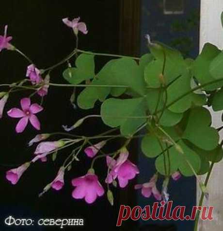 Кислица Oxalis - Комнатные растения и цветы