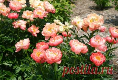 Пион травянистый “Корал Суприм” (Paeonia ‘Coral Supreme’). © spurge