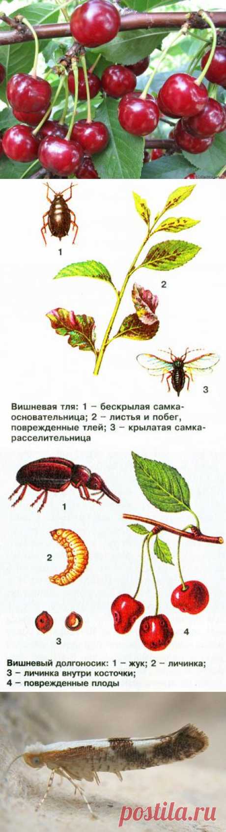 Как защитить вишню от вредителей и болезней.