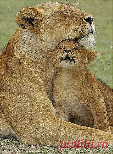 A Lion Cub Snuggles His Mom