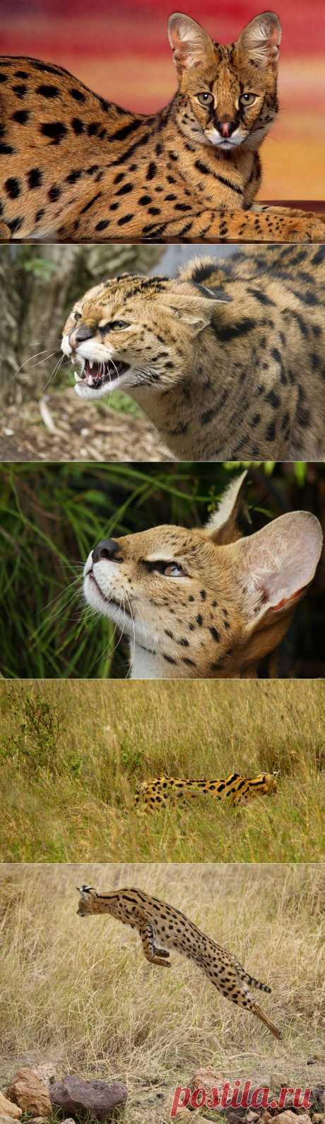 Сервал (Leptailurus serval) или кустарниковая кошка | В мире интересного