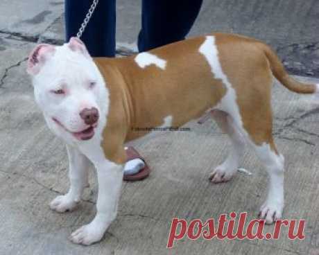 pitbull perro sale - Поиск в Google