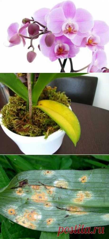 Болезни орхидей и их лечение | Образцовая Усадьба