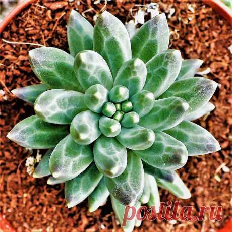 Planta Diamante - Pachyphytum Compactum - Suculenta Nome Científico: Pachyphytum Compactum Nativa do México, esta espécie tem rosetas compactas, suas folhas tem um formato único, que deu origem ao seu nome popular "Suculenta Diamante". De crescimente lento, atinge até 40cm de altura e não apresenta dificuldades no cultivo, necessita somente de Sol e solo com boa drenagem. Deve ser plantada em substrato e receber regas regulares. É ideal que o cultivo seja feito em sol plen...