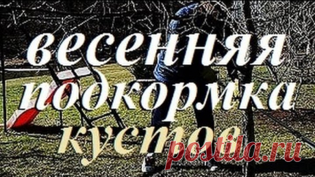 ЧЕМ ПОДКОРМИТЬ Крыжовник, смороду и плодовые деревья / Весенняя обработка и подкормка кустов смороды