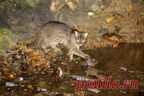 Ириомотейская кошка - 63 фото - картинки: смотреть онлайн