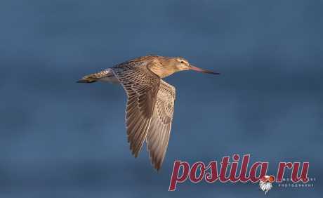 Bar Tailed Godwit Bar Tailed Godwit - Limosa Lapponica