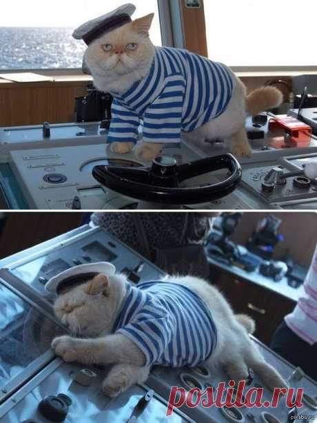 Meet the captain cat - a resident of a Russian heavy atomic battlecruiser &quot;Pyotr Velikij&quot;