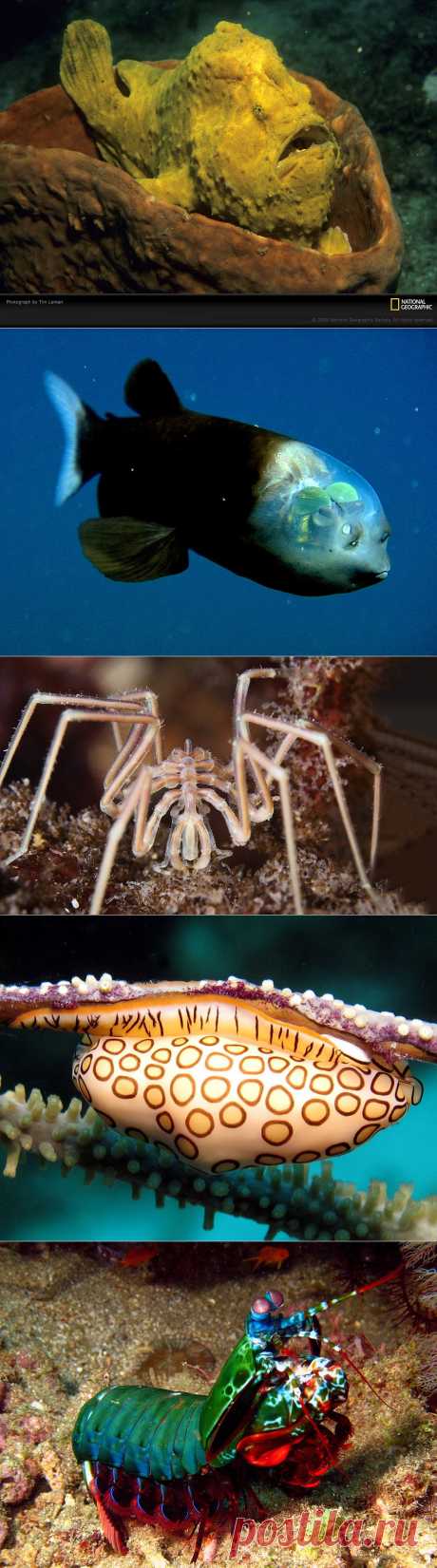 Удивительные морские существа &quot;с другой планеты&quot;.