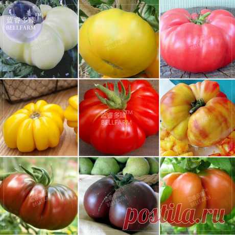 Bellfarm томатный смешанные гигантский семена овощных культур, 100 Семена, белый цвет красный, желтый розовый Радуга Черный Серый Organic Томатный купить на AliExpress