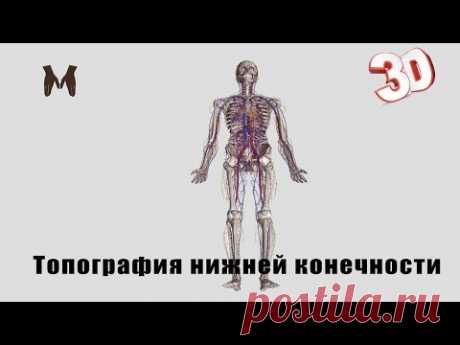 Топография нижней конечности (детальный обзор)/The topography of the lower limb