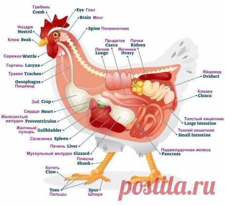 Это должен знать каждый птицевод. Физиология и анатомия птиц. | Экоптицевод (Дед ЧТП) | Яндекс Дзен