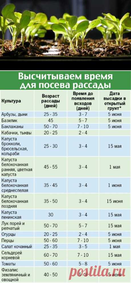 Как правильно выбрать посадки семян .