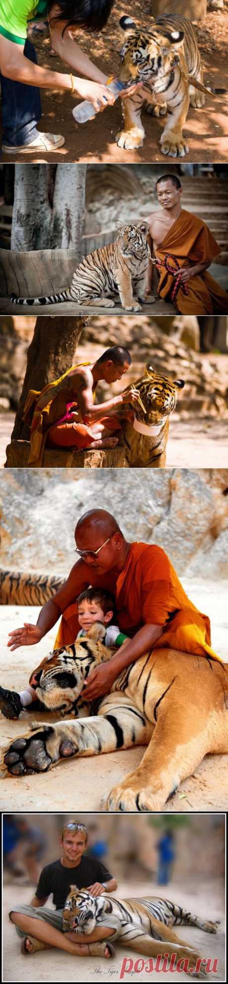 Храм тигров в Таиланде (26 фото)