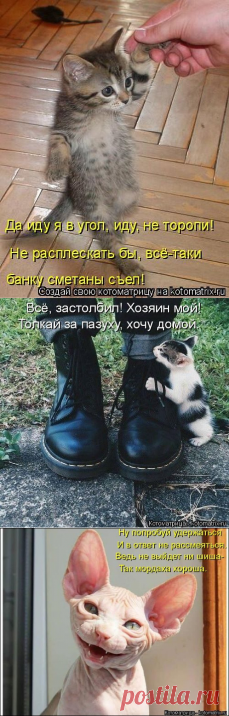 Невероятно смешные котоматрицы / Питомцы