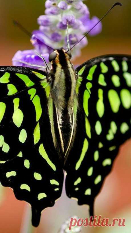 Tailed Jay, Graphium agamemnon (detail). Butterfly wallpaper  |  Pinterest: инструмент для поиска и хранения интересных идей