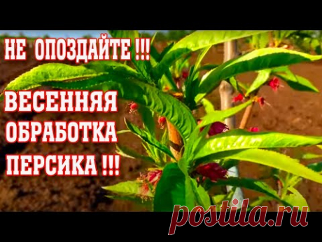 НЕ ОПОЗДАЙТЕ / Весенняя обработка персика / Опытный участок / peach spring treatment