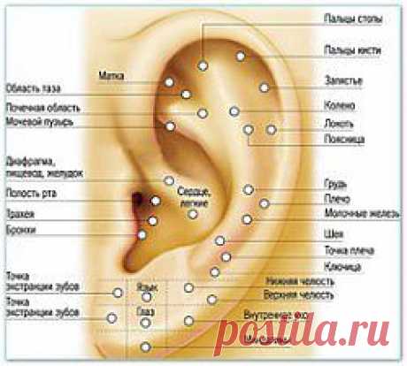 Аурикулотерапия | Домашняя медицина