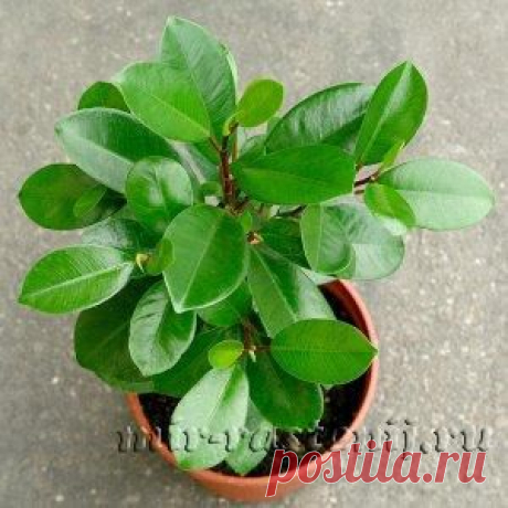 Фикус (Ficus), уход и выращивание