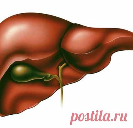 Очищение печени важно для здоровья человека