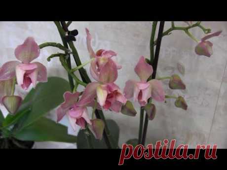 Как заставить цвести орхидею