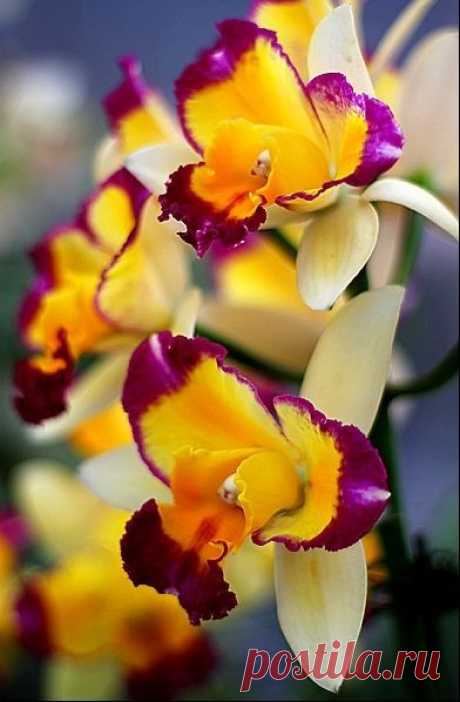 ✯ Tri-colored Orchids | Beautiful Flowers around the world