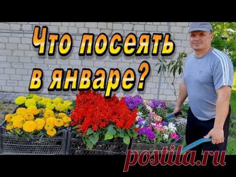 Что нужно посеять в январе. Только проверенное на практике.