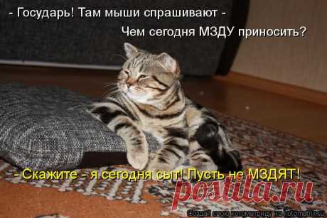 Котоматрица: Лучшие за всё время