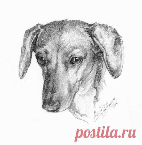 Portrait of a Mini Dachshund  Drawing by Alena Nikifarava - Portrait of a Mini Dachshund  Fine Art Prints and Posters for Sale