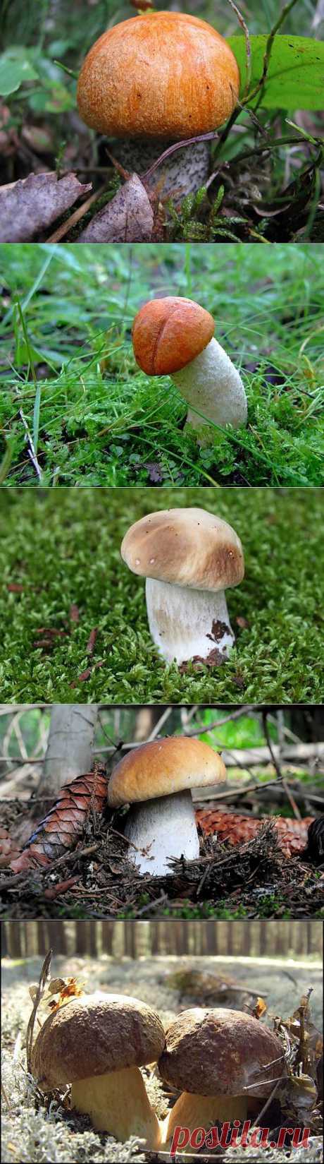 роскошные грибы!!!.