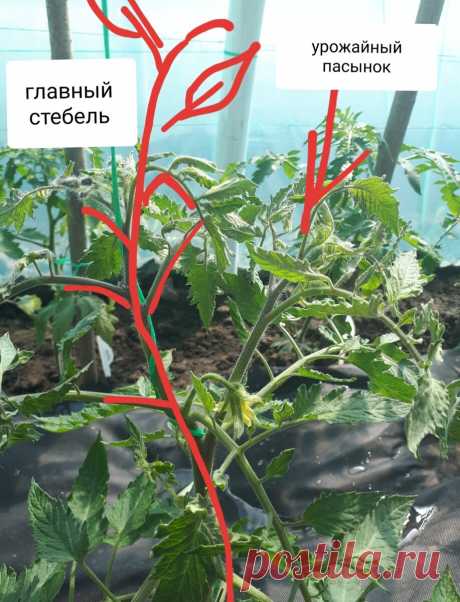 Как правильно пасынковать томаты в теплице. Пошаговая инструкция. | Огородник из Рязани | Яндекс Дзен
